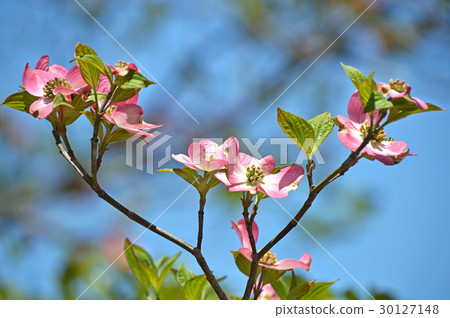 山茱萸（花木） 30127148
