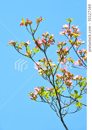 Dogwood (flower wood) Dogwood (flower wood) 30127169