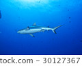 Blue sea and Gray Reef Shark 30127367