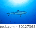 Blue sea and Gray Reef Shark 30127368