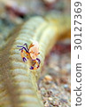 Shrimp 30127369