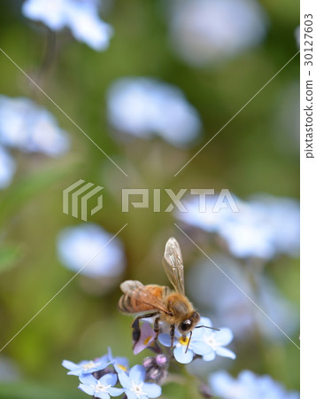 Was lengusa and a honeybee 30127603