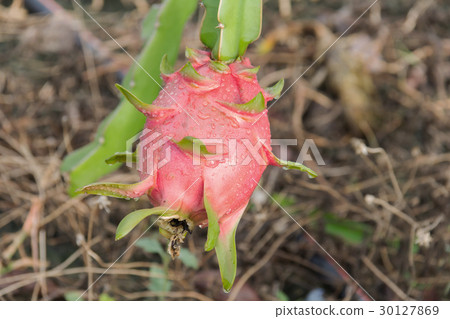 Dragon fruit,Pitaya on tree Dragon fruit,Pitaya on tree 30127869
