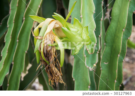 Close up of green dragon fruit covered in rain dro 30127963