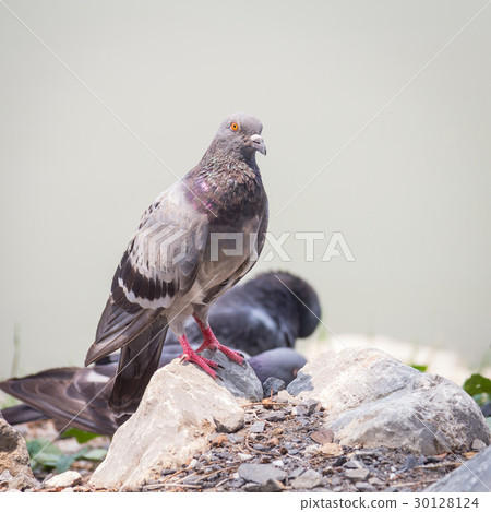 Rock feral pigeon doves resting on winter green 30128124