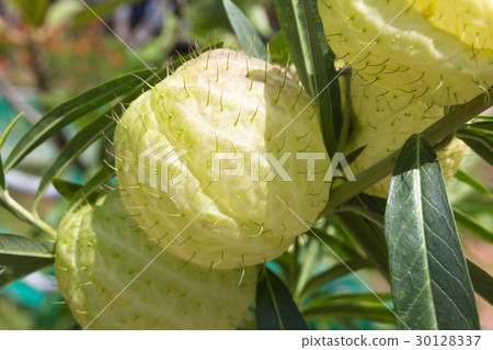 swan plant swan plant 30128337