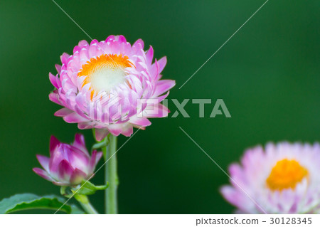 everlasting 30128345