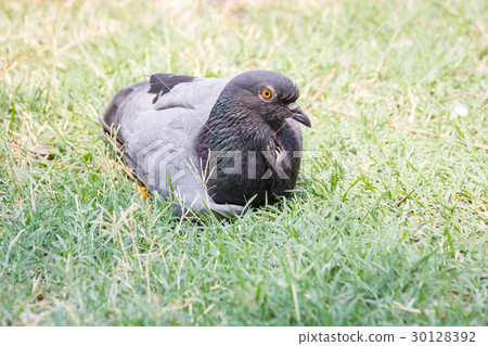 Rock feral pigeon doves resting on winter green Rock feral pigeon doves resting on winter green 30128392