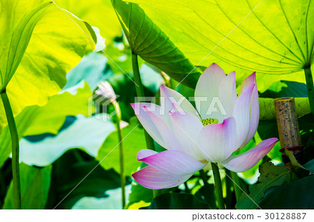 Taiwan Tainan White River Lotus Asia Taiwan Lotus Taiwan Tainan White River Lotus Asia Taiwan Lotus 30128887