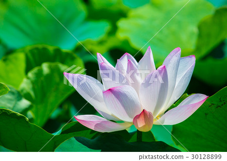 台灣台南白河蓮花Asia Taiwan Lotus 30128899