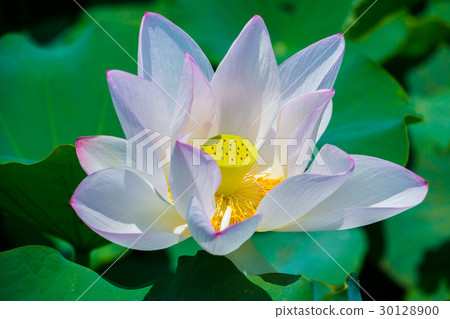 台灣台南白河蓮花Asia Taiwan Lotus 30128900