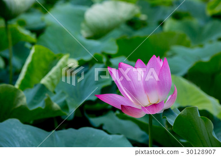 Taiwan Tainan White River Lotus Asia Taiwan Lotus 30128907