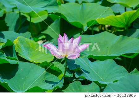 台灣台南白河蓮花Asia Taiwan Lotus 30128909