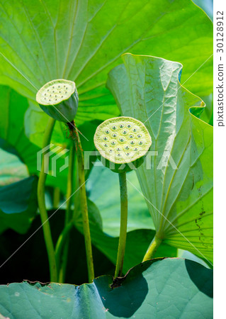 Taiwan Tainan White River Lotus Asia Taiwan Lotus Taiwan Tainan White River Lotus Asia Taiwan Lotus 30128912