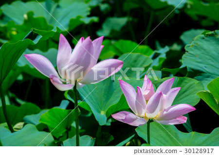 台灣台南白河蓮花Asia Taiwan Lotus 30128917