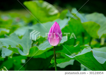 台灣台南白河蓮花Asia Taiwan Lotus 30128954