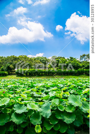 Taiwan Tainan White River Lotus Asia Taiwan Lotus 30128955