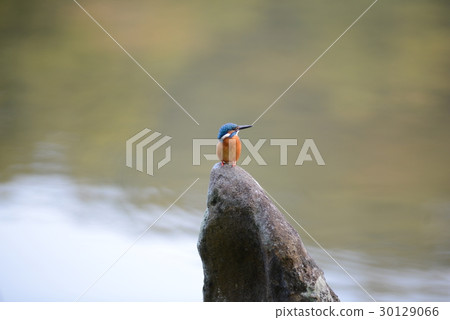 翠鳥春藥停止在Kanjiji Ajigane池塘a2的美麗的石頭 30129066