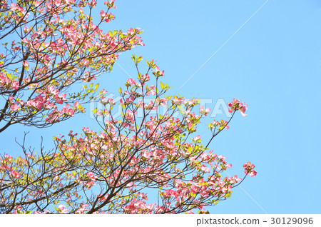 Dogwood (flower wood) Dogwood (flower wood) 30129096