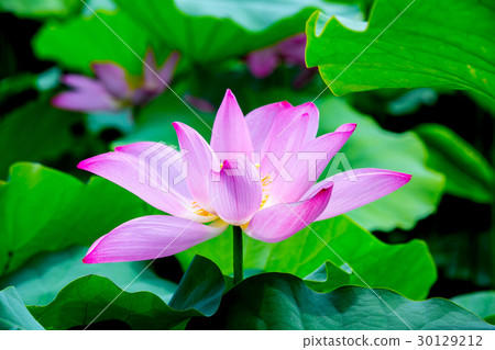 Taiwan Tainan White River Lotus Asia Taiwan Lotus 30129212