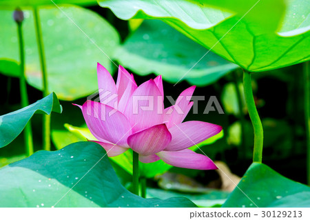 Taiwan Tainan White River Lotus Asia Taiwan Lotus 30129213