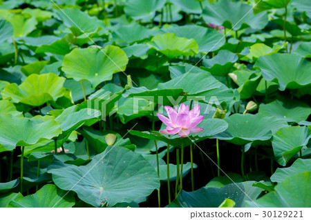 Taiwan Tainan White River Lotus Asia Taiwan Lotus Taiwan Tainan White River Lotus Asia Taiwan Lotus 30129221