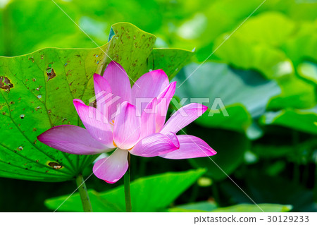 台灣台南白河蓮花Asia Taiwan Lotus 30129233