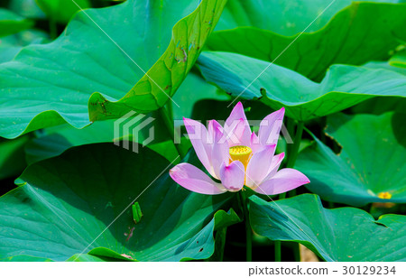 Taiwan Tainan White River Lotus Asia Taiwan Lotus Taiwan Tainan White River Lotus Asia Taiwan Lotus 30129234