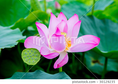 Taiwan Tainan White River Lotus Asia Taiwan Lotus Taiwan Tainan White River Lotus Asia Taiwan Lotus 30129235
