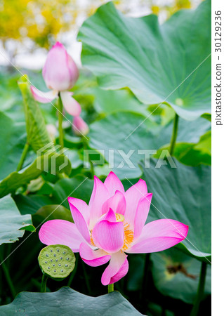 Taiwan Tainan White River Lotus Asia Taiwan Lotus Taiwan Tainan White River Lotus Asia Taiwan Lotus 30129236