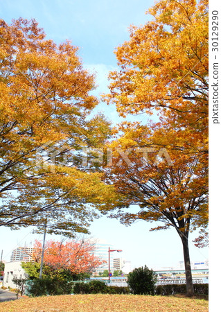 辰巳的森林海洋公園 30129290