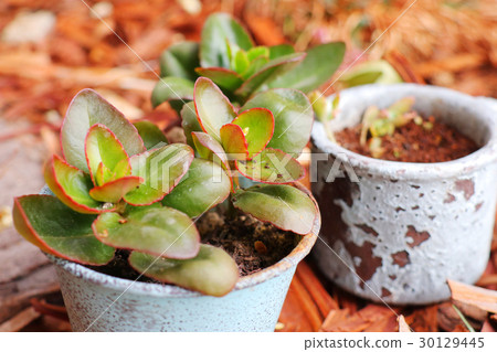 Houseplant - Gold Tree 30129445