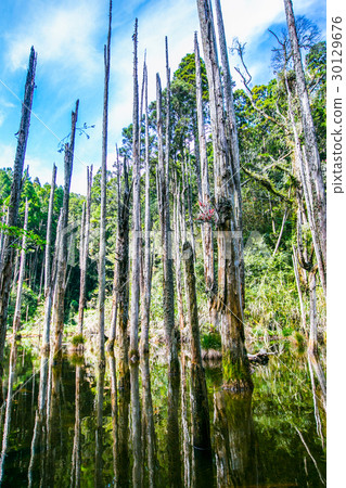 Taiwan Nantou Forest 30129676