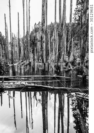 Taiwan Nantou Forest 30129681