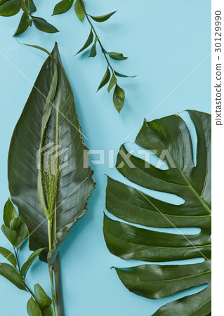 Green leaves isolated 30129990