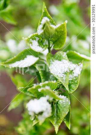 Green leaves in the snow Green leaves in the snow 30129991