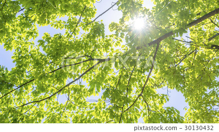 新鮮的綠色葉子和樹洩漏天 30130432