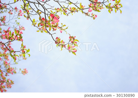 Dogwood frame / background thin clouds 1 30130890