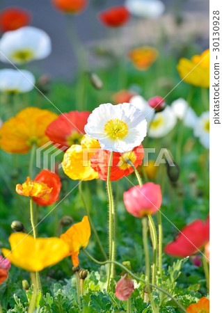 盛開的罌粟 30130928