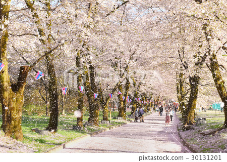 赤城南部Senbon Sakura的櫻花 30131201