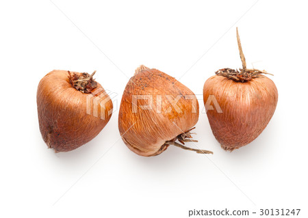 Flower Bulbs (Acidanthera) Isolated on White 30131247