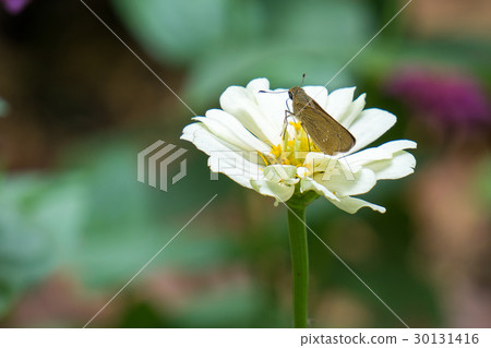 A butterfly feeding on Bidens pilosa flower in sun A butterfly feeding on Bidens pilosa flower in sun 30131416
