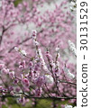 Hanamomo 30131529