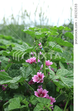 Aoi blooms in the early summer Aoi blooms in the early summer 30131533