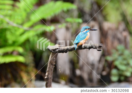 山間溪流的寶石“翠鳥（雄性）”（Negawa Greenery Road /立川公園/立川市，東京） 30132098