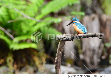 Mountain stream jewel "Kingfisher (male)" (Negawa Greenery Road / Tachikawa Park / Tachikawa City, Tokyo) 30132099