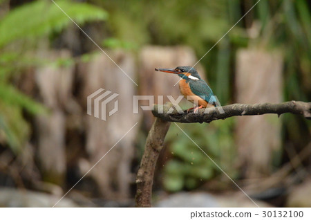 山間溪流的寶石“翠鳥(女)”(Negawa Greenery Road /立川公園/立川市,東京) 山間溪流的寶石“翠鳥(女)”(Negawa Greenery Road /立川公園/立川市,東京) 30132100