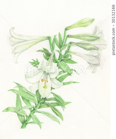 復活節百合 復活節百合 30132166