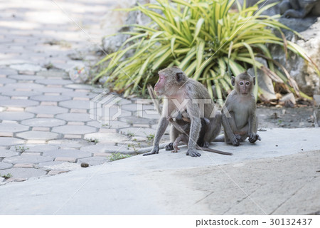 Monkey Monkey carries baby monkey Monkey Monkey carries baby monkey 30132437