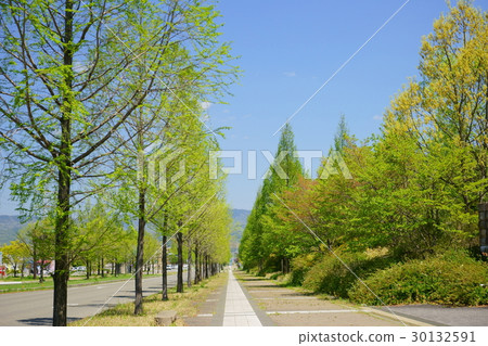 Fresh green street tree / Metasequoia 2 Fresh green street tree / Metasequoia 2 30132591